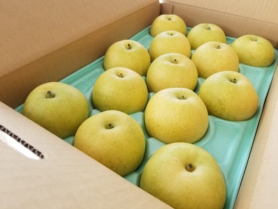 KW04 梨 二十世紀 贈答 約3kg（5～9玉） 長野県松川町産／9月中旬頃〜順次発送予定//長野県 南信州 松川町 和梨 梨 なし ナシ 20世紀 約3㎏ 産地直送 農家直送 農家支援 贈答 二十世紀 果物 フルーツ