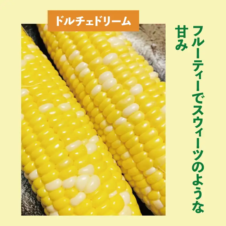 【6月下旬より発送 】数量限定 とうもろこし 12～14本 恵味 ドルチェドリーム プレミアム味来 （GR-4）