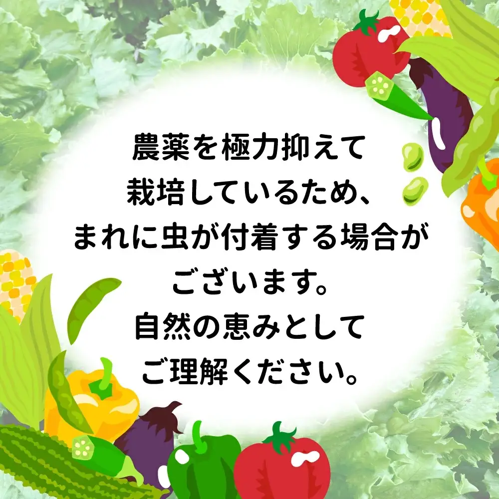 【ふるなびWEEK対象】【3回定期便】野菜定期便 野菜セット 3ヶ月 3回 （毎回10種類前後発送）