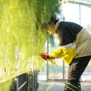 アスパラ王子が育てた自慢のアスパラ「極み」1kg (さぬきのめざめ おおもりや)【予約受付：ご用意でき次第発送】【H-56】
