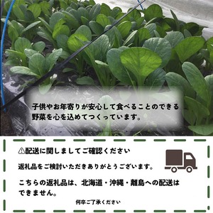 ＜ファーザーズファーム＞野菜セット 野菜