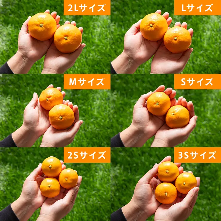 訳あり 山北みかん 3kg みかん yk-0063
