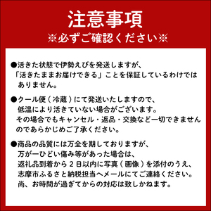 【先行予約】伊勢海老  伊勢海老 大 2尾 1kg