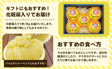 先行予約 宇城市産 パール柑 化粧箱入り 3kg (5〜9玉前後)【2027年1月下旬〜4月下旬頃順次発送予定】高橋果樹園