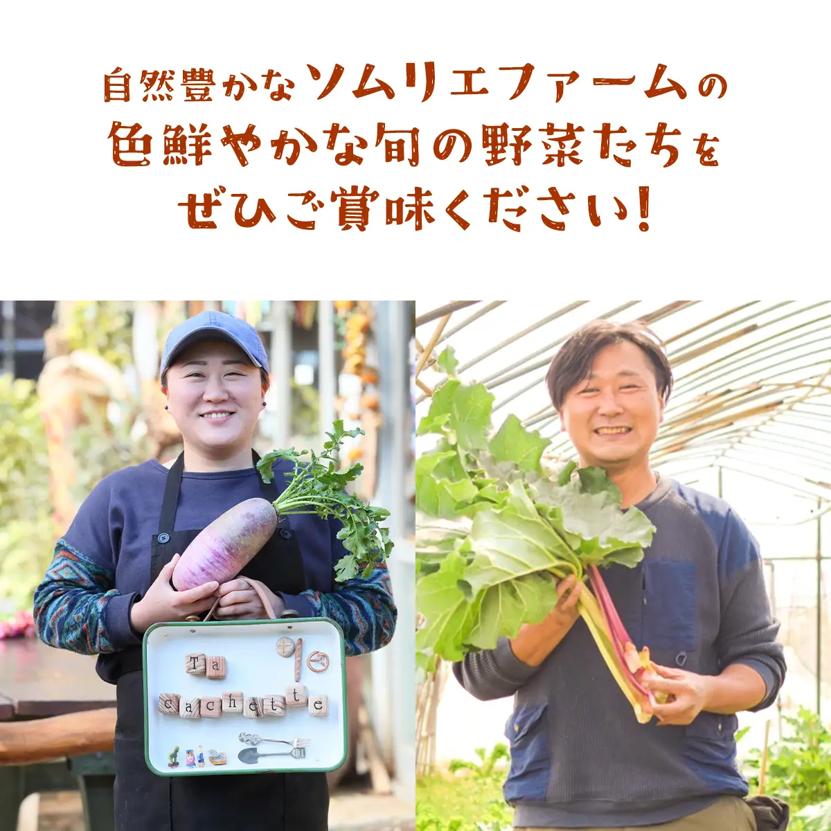 【自家製堆肥による特別栽培】季節の野菜と自家製ドレッシング詰め合わせ ／ 野菜 やさい ドレッシング 自家製  千葉県 山武市 SMBP002