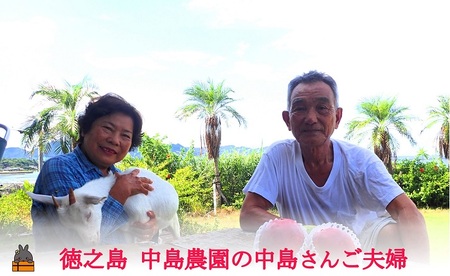 《今が旬！》とくのしま中島農園さんのパッションフルーツ 2kg 果物 フルーツ 奄美 徳之島