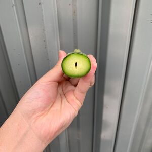 個性アスパラ（L-2L混合）さぬきのめざめ1kg (訳あり)【L-14】