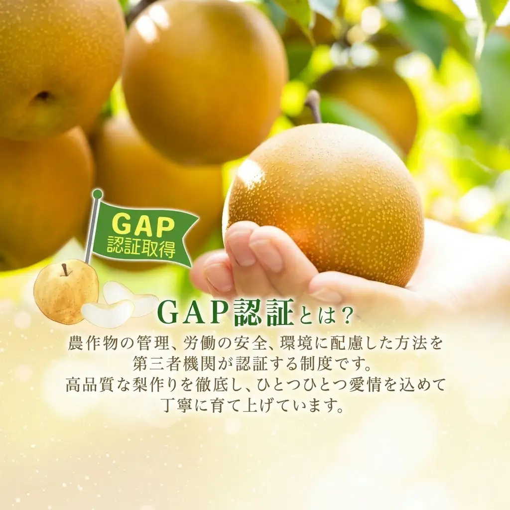 特選 あきづき 約3kg 大玉 5～8個 なし 梨 ナシ もぎたて 甘い 旬 果物 GAP 認証 産地直送 贈り物 贈答用 送料無料 上の山 彩果園 うえのやま さいかえん  福島県 郡山市