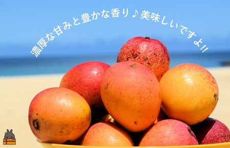 ≪今が旬！≫訳あり！ピンポン玉サイズの【家庭用】徳之島産完熟ミニマンゴー1.5kg（約20玉）( ミニマンゴー マンゴー フルーツ わけあり 訳あり 訳有 果物 完熟 無加温 徳之島 世界自然遺産 美味しい とろける 旬 贅沢 糖度 南の島 )