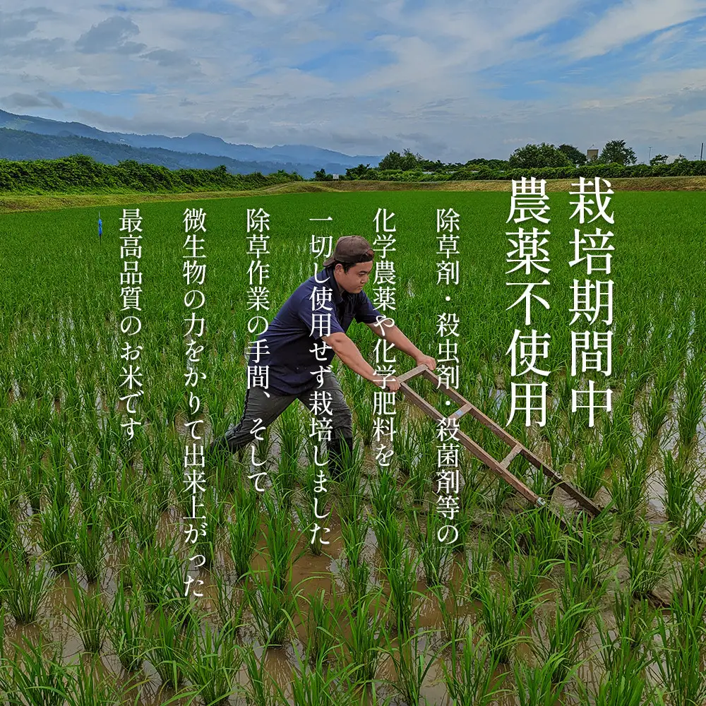 【定期便令和8年新米予約】南魚沼食味コンクール4年連続優秀賞　栽培期間中農薬不使用特別栽培米5kg×6回　南魚沼塩沢産コシヒカリ｜コシヒカリ【2026年10月中旬から1ヶ月以内に順次発送予定】