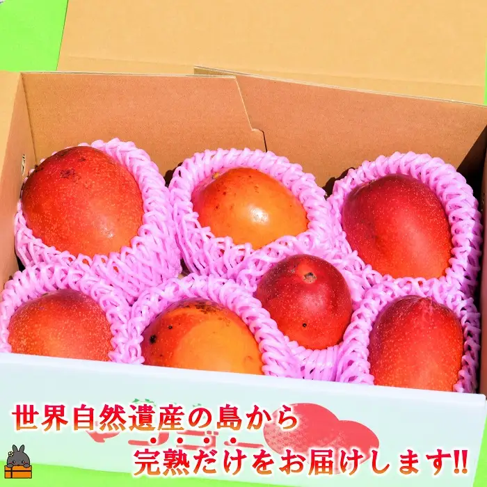 ≪今が旬！≫訳あり！【家庭用】徳之島産完熟マンゴー2kg（4～8玉）フルーツ わけあり 訳あり 果物