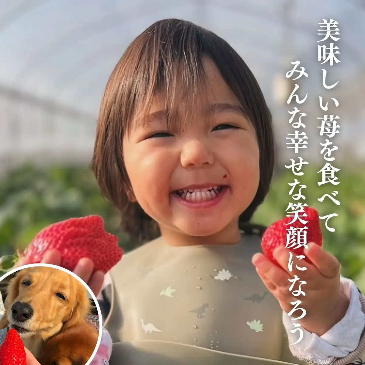 【先行予約】【1月から発送】山武市産 甘熟いちご 800g以上 おすすめの品種をお届け ／ふるさと納税 いちご イチゴ 苺 果物 くだもの フルーツ 旬のくだもの 季節のフルーツ 千葉県 山武市 SMB001
