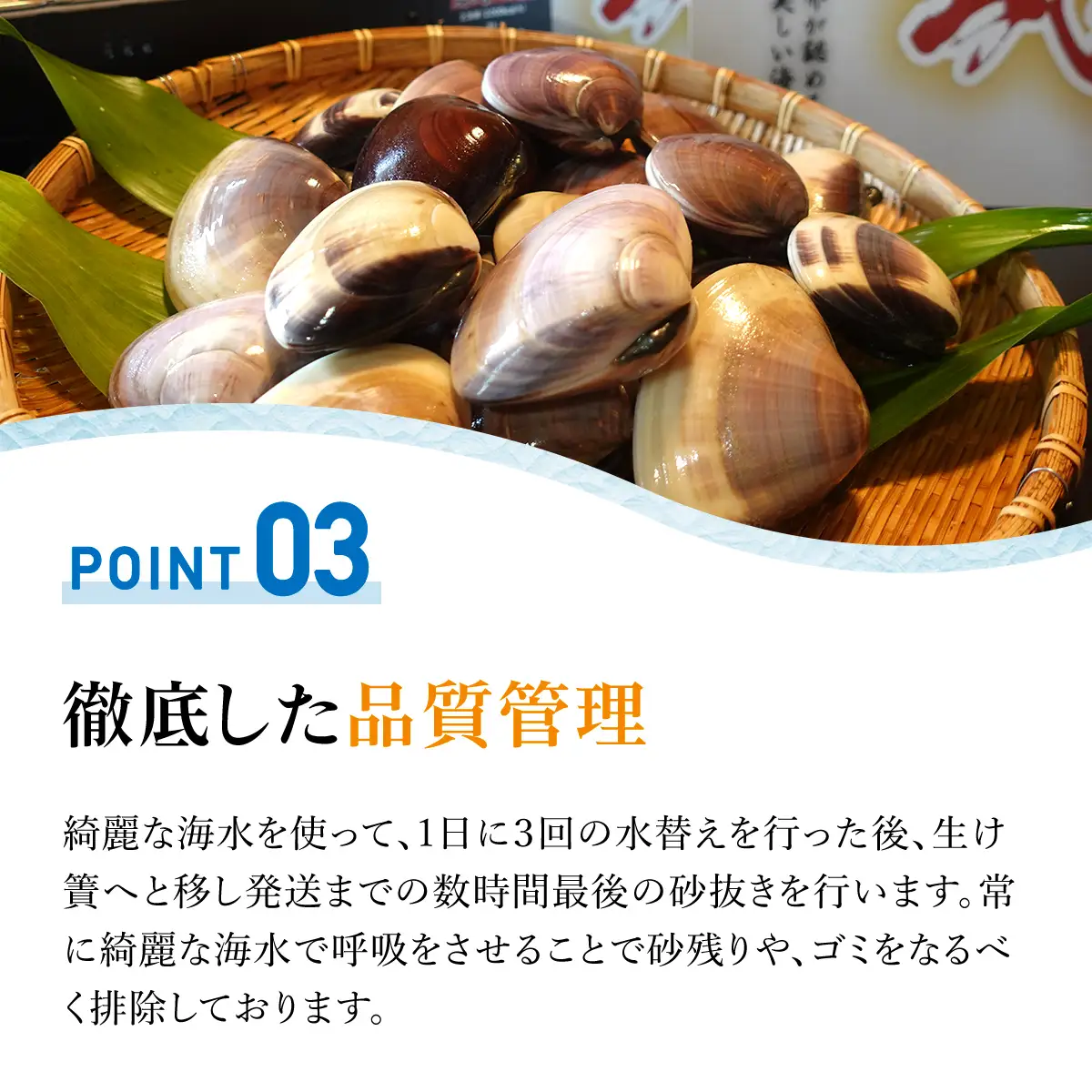 【千葉県ブランド認定】天然特大活はまぐり《3㎏》ギフトBOX付き／ふるさと納税 はまぐり ハマグリ 蛤 貝類 魚介 海鮮 お吸い物 パスタ パエリア お歳暮 贈答 お祝い 千葉県 山武市 SMBO006