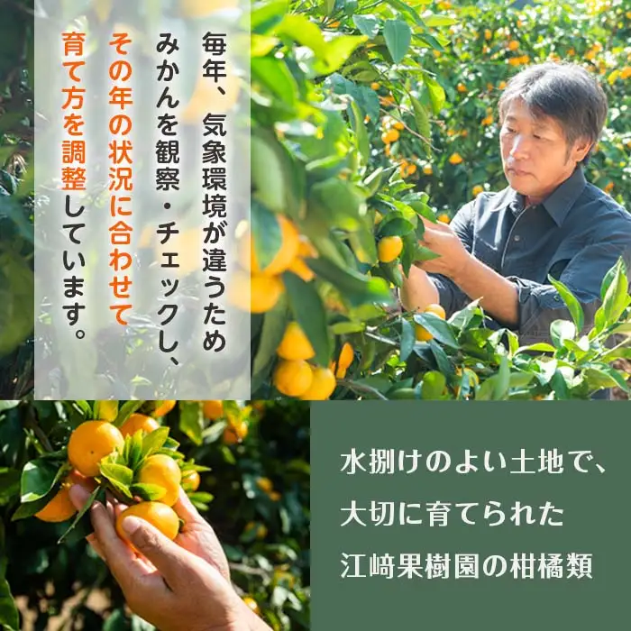 i990-C 3種果実ミックスジュース(180ml×5本) 飲料 ジュース みかん 蜜柑 果汁 100% 河内晩柑 農6号 温州みかん 無着色 無香料 ストレートジュース 安心安全 ギフト 贈り物 【江崎果樹園】