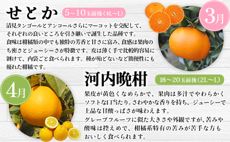 【先行予約】＜2026年11月発送開始 えひめかんきつ定期便 全6回＞ 果物 フルーツ みかん ミカン 蜜柑 日の丸みかん 紅まどんな 伊予柑 いよかん デコポン せとか 河内晩柑 かわちばんかん 愛媛県観光物産協会 愛媛県 西予市【常温】『2026年11月に第1回目を順次出荷予定』OEK0001