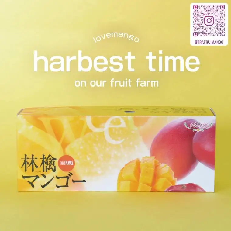 【2027年8月より順次発送】稀少プレミアム！！豊見城市産キーツマンゴー 約2kg(2～3玉) (BV002-2)