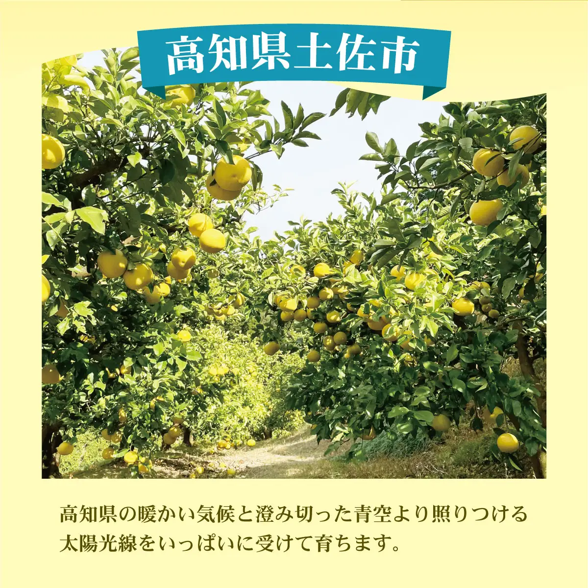 【先行予約】【訳あり】土佐文旦 加工用（M〜5L混合）約5kg〈2027年2月中旬〜発送〉/ 文旦 5キロ 約8〜15玉 ぶんたん ブンタン 柑橘 果物 フルーツ お取り寄せ【株式会社とさもん】 [BQAE033]