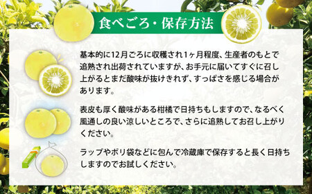 【先行予約】土佐文旦（大玉：2L~5L 混合）約3kg 〈2027年2月中旬〜発送〉/ 土佐文旦発祥の地 産地直送 家庭用 贈答用 文旦 3キロ 約4〜7玉 大玉 ぶんたん ブンタン 柑橘 果物【株式会社とさもん】 [BQAE042]