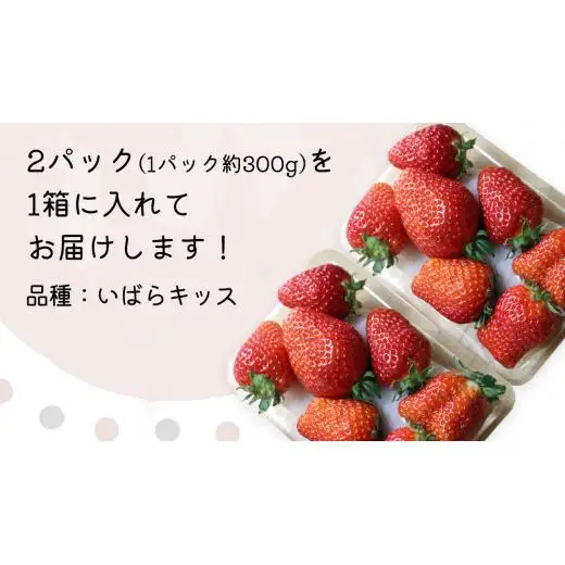 【 先行予約 】 いばらキッス ( 2パック )　特大 デラックスサイズ 【 2027年1月から発送開始 】 (常陸太田市 共通返礼品 ) 