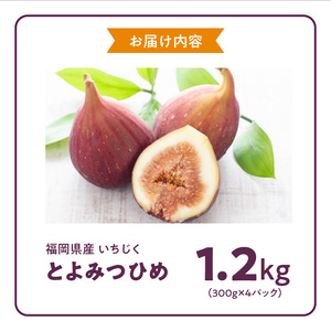 福岡県産 いちじく とよみつひめ 1.2kg 〔Fx013〕