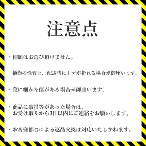 アガベ・チタノタ「藍鯨」 3.5号鉢 四国ガーデン 人気 多肉植物 インテリア 観葉植物 グリーン リラックス｜C78