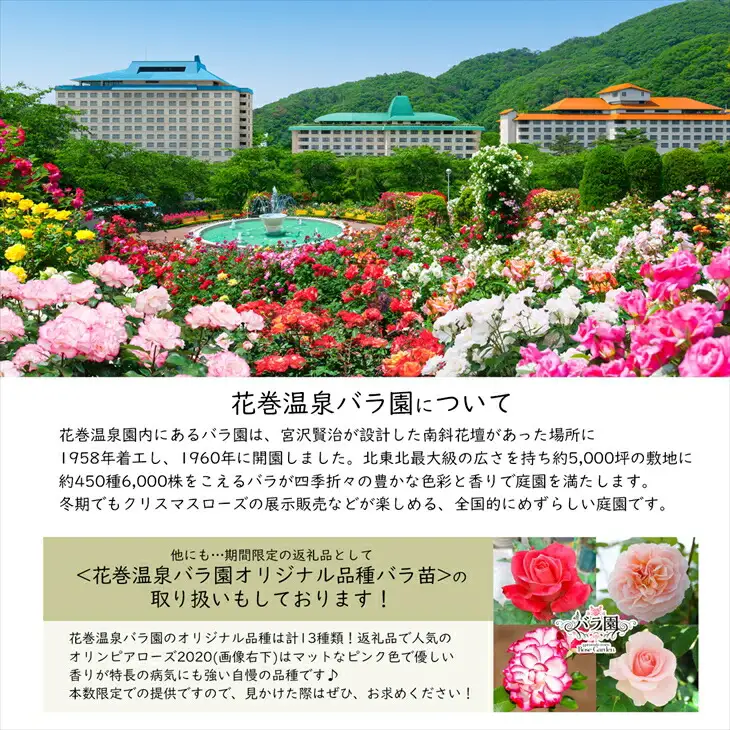 花巻温泉バラ園で育った「つるバラ大苗」7号サイズ -赤-   【1917】