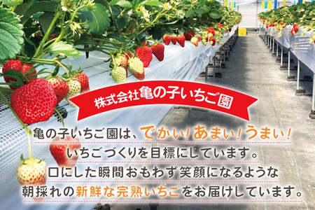 ジャム 無添加 亀の子いちご園自慢の完熟いちごの手作りジャム2本セット