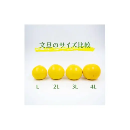 【2027年2月上旬から発送】 文旦 高知 5kg 秀品 3L 4L 早期予約 