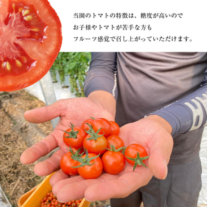 【定期4回】『大家ファーム』のミニトマト アイコ 3.5kg×4回 ｜ 野菜 やさい とまと トマト ミニトマト アイコ 熊本県 玉名市