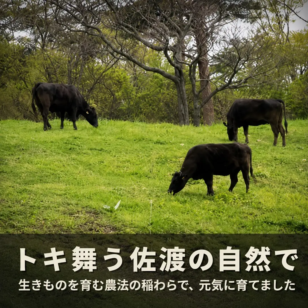  【9月数量限定】和牛 切り落し 400g 冷凍 | 牛肉 国産 新潟県 佐渡市