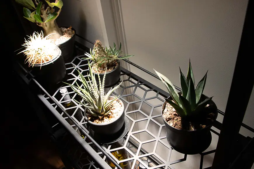 棚 植物 Metal Grow プラントラック 780 植物棚