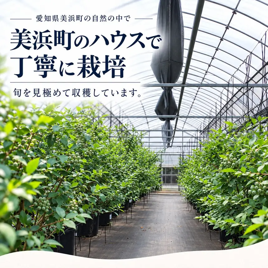 【2027年先行予約】愛知県美浜町産 超大粒ブルーベリー 約100g×8パック※2027年5月上旬～8月上旬頃に順次発送