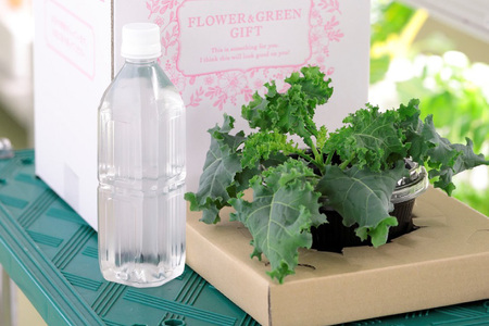 野菜 いまどれ野菜「テーブル菜園」おまかせ２個セット