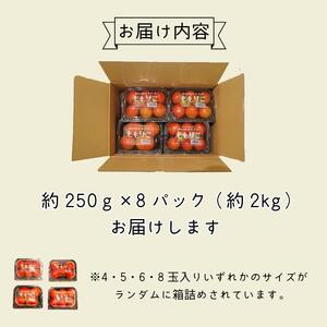 【先行予約】 2025年2月発送 ももりこトマト 約 2kg 約250g×8パック トマト トマト トマト トマト トマト