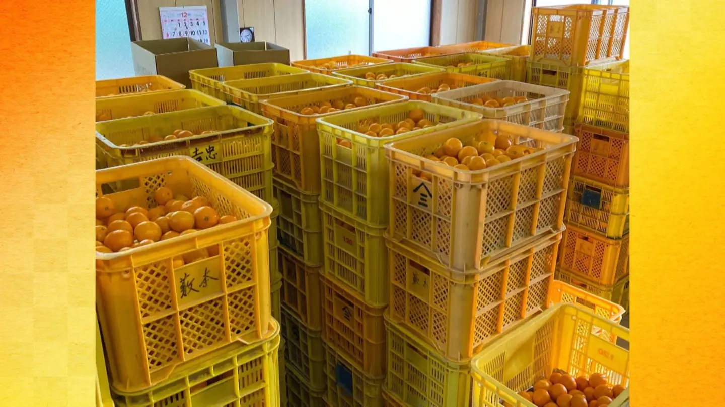 ［先行予約］熟成　有田みかん 10kg（約100個）2026年11月下旬ごろより順次発送予定
