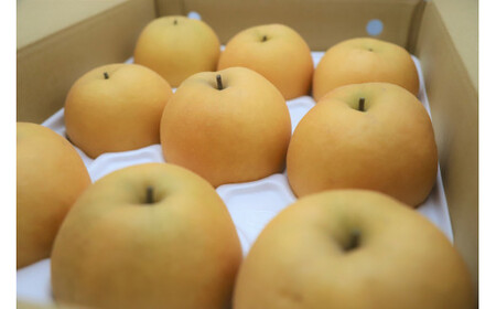新興梨 3kg（生橋農園） 梨