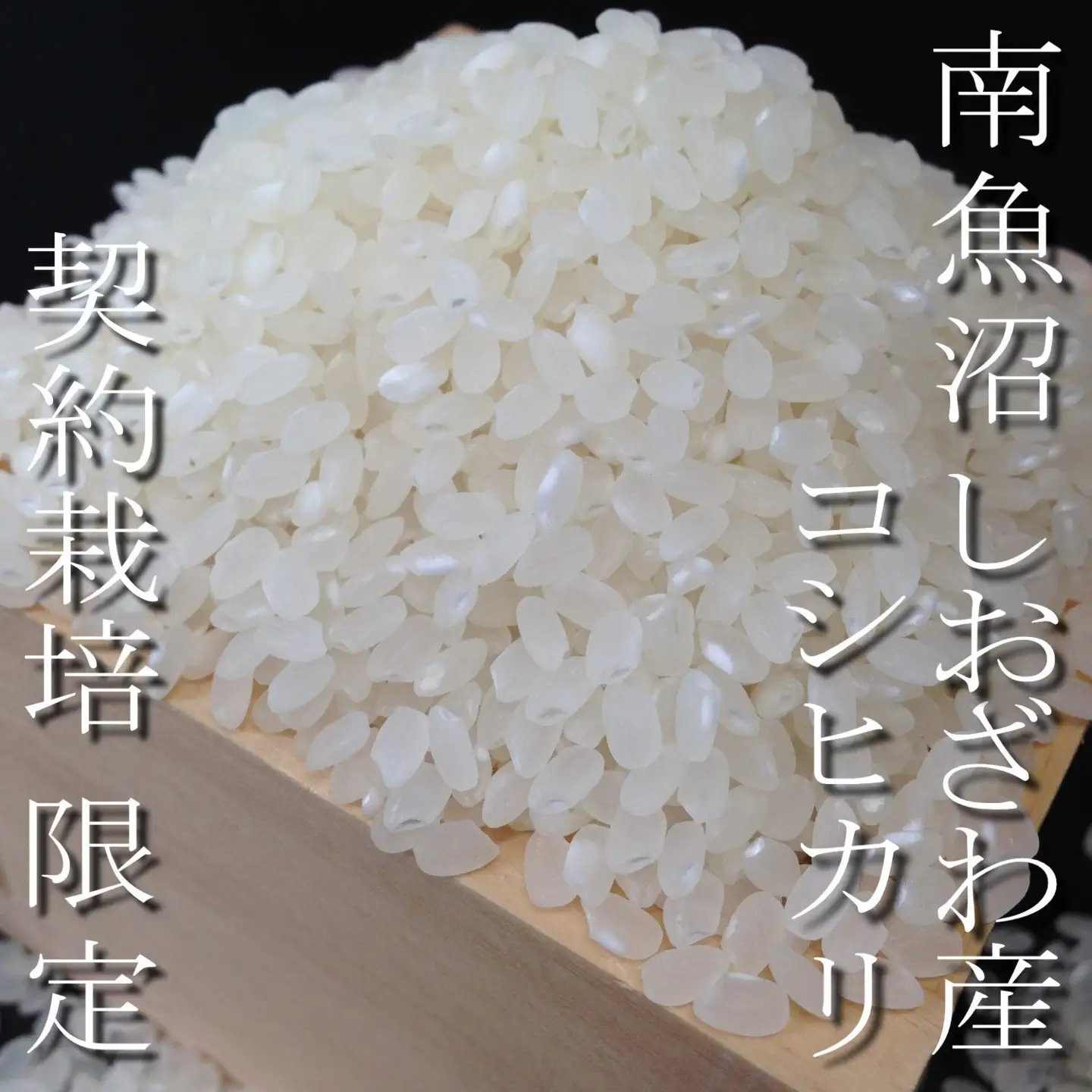 【令和8年産　新米予約】定期便12ヶ月：精米2Kg 契約栽培限定 南魚沼しおざわ産コシヒカリ【定期便 銘柄米 ブランド米 精米 こしひかり コシヒカリ 魚沼産 新潟米 ごはん】【2026年10月上旬から1ヶ月以内に順次発送予定】
