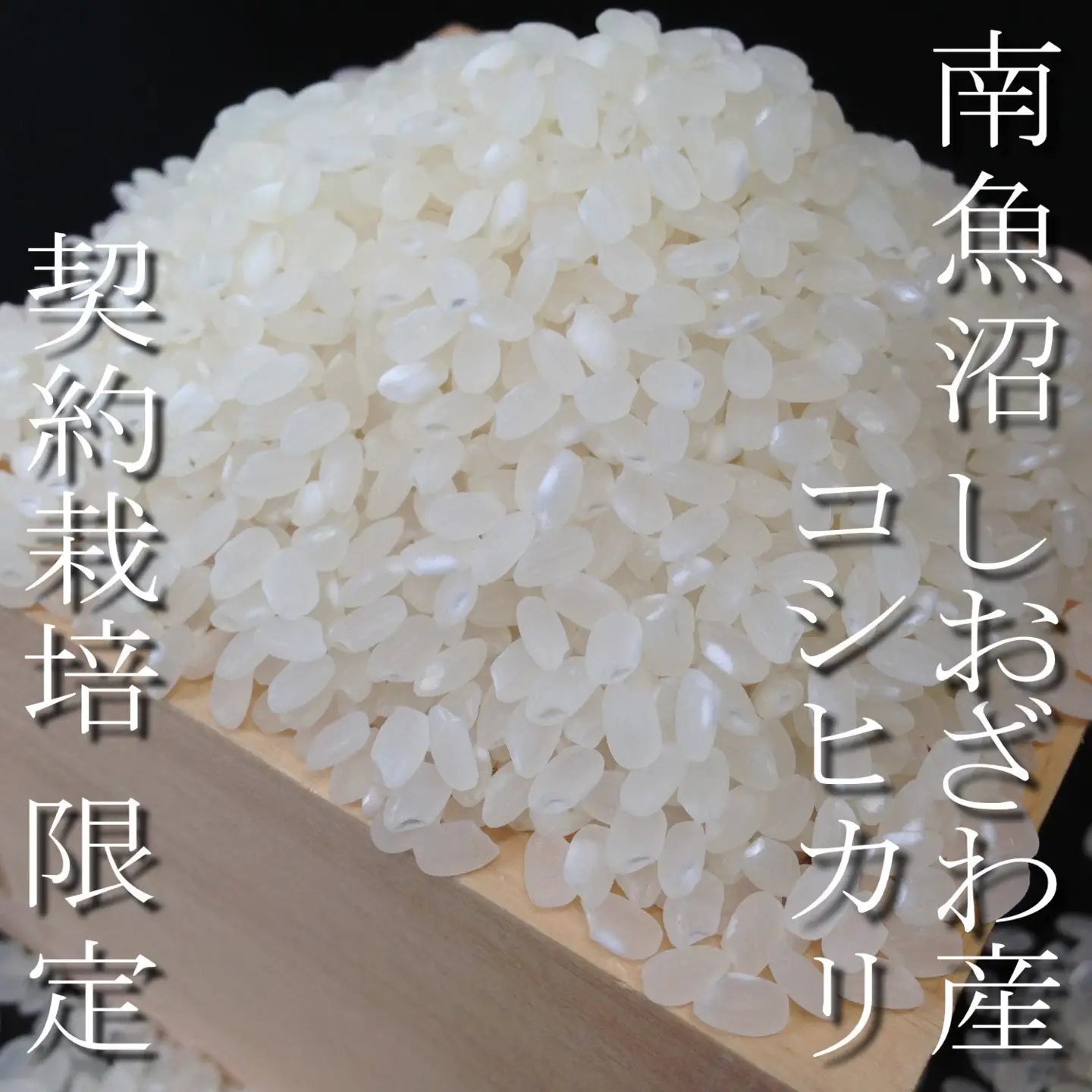 【令和8年産　新米予約】定期便6ヶ月：精米5Kg 契約栽培限定 南魚沼しおざわ産コシヒカリ【定期便 銘柄米 ブランド米 精米 こしひかり コシヒカリ 魚沼産 新潟米 ごはん】【2026年10月上旬から1ヶ月以内に順次発送予定】