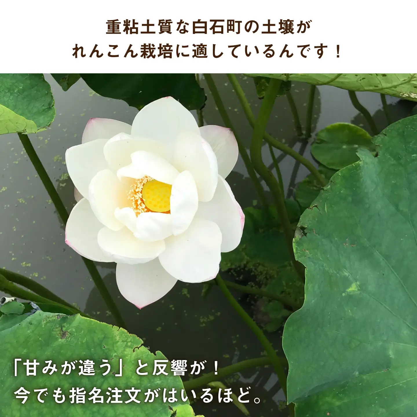 【泥付き】【2026年9月〜発送】節切り 福富れんこん 約3kg（1.5kg×2箱） / れんこん [IBC004]