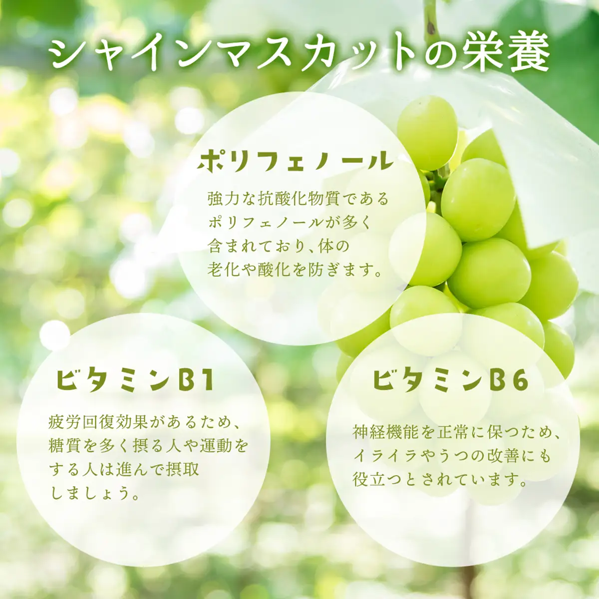 【期間限定】鏡野町産 シャインマスカット 2kg（2～4房）