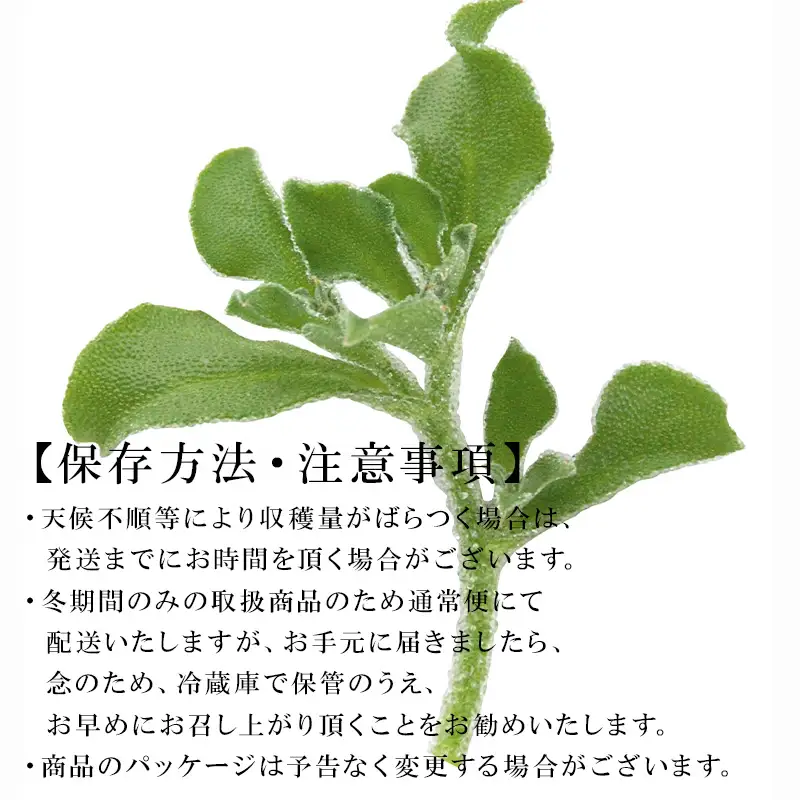『先行予約』【11月中旬より順次発送】アイスプラント(70g×12パック)