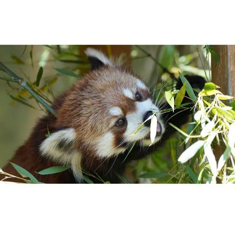 富士サファリパーク入園券 【大人2枚、小人3枚】 サファリパーク 動物園 動物 餌やり えさやり ふれあい 子供 こども 家族 お出かけ スポット 裾野市 裾野