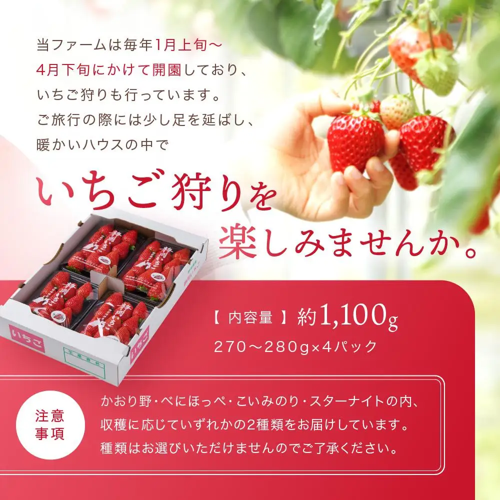【2027年 先行予約】 農家直送！甘くて大好評　静岡いちご　DX　高糖度　1100g 程度（270～280g×4パック）甘くて地元大人気！やみつきリピーター多数　御前崎産　数量限定