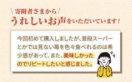 【先行予約 2027年2月～発送】【4回定期便】希少いちご 赤白食べ比べ / いちご [IZZ005]