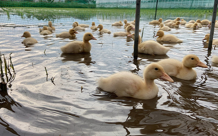 令和7年産 新米 有機栽培米コシヒカリ 石川県加賀市産（合鴨米）精米5kg お米 合鴨 コメ 米 ごはん 有機栽培 有機JAS認証 グルメ 食品 復興 震災 コロナ 能登半島地震復興支援 北陸新幹線 F6P-2992