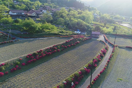 青野山の湧水と朝晩の寒暖差が育んだ棚田の甘～い米「コシヒカリ」(白米5kg×1袋)(令和8年産)【1524991】