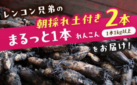 【9月より順次発送】 れんこん 2kg 蓮根 レンコン / レンコン兄弟[AECL001]