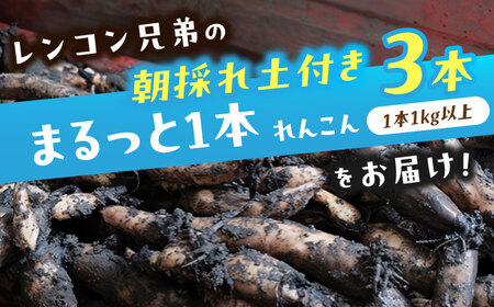 【9月より順次発送】 れんこん 3kg 蓮根 レンコン / レンコン兄弟[AECL002]