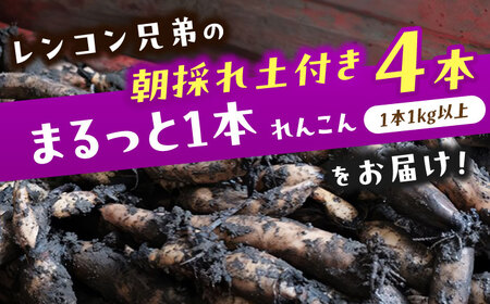 【9月より順次発送】 れんこん 4kg 蓮根 レンコン / レンコン兄弟[AECL003]