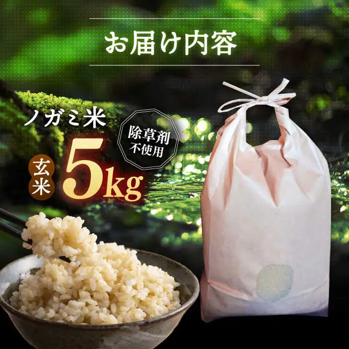 玄米 5kg ノガミファーム[ADAU009] 米 玄米5キロ
